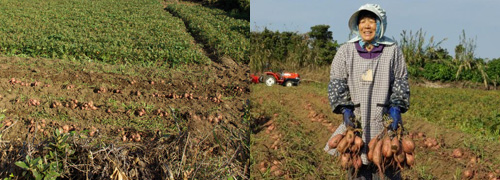 安納芋畑と作物を持つ農婦